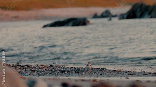 Ringed plover bird, Charadrius hiaticula, on a pebble beach during low tide