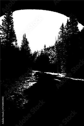 silhouette of a tree