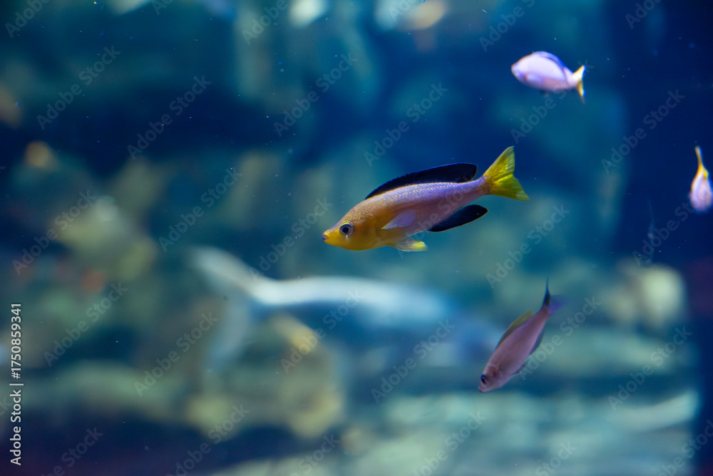 Naklejka premium 화려하고 귀여운 열대어