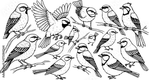 Birds hand drawn vector illustration.
