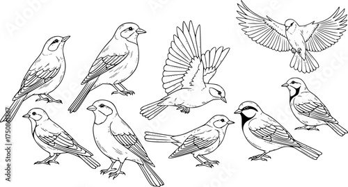 Birds hand drawn vector illustration.

