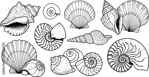 Seashells vector set. Hand drawn illustrations.