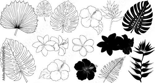 Tropical leaves and flowers, vector line and silhouette sketches. Big collection of exotical flora