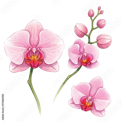 watercolor pink orchid elements vector