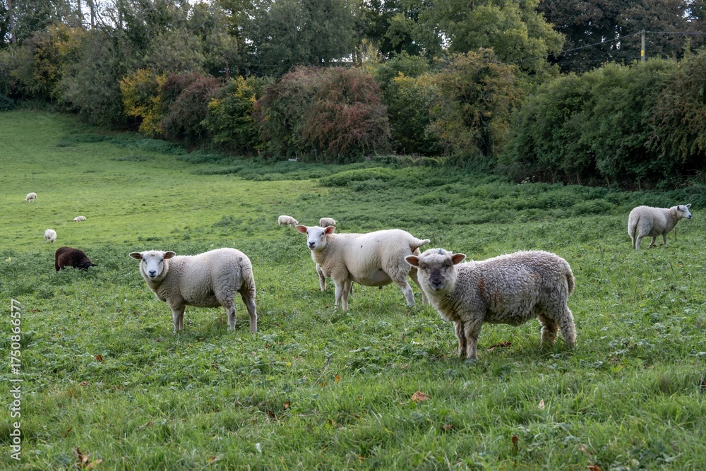 Obraz premium portrait of sheep in field with autumn coloured trees in the background