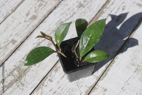 hoja hoya carnosa różowa