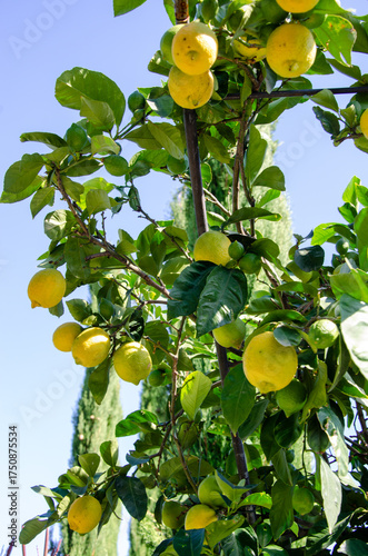 Der Marlinger Waalweg, Südtirol