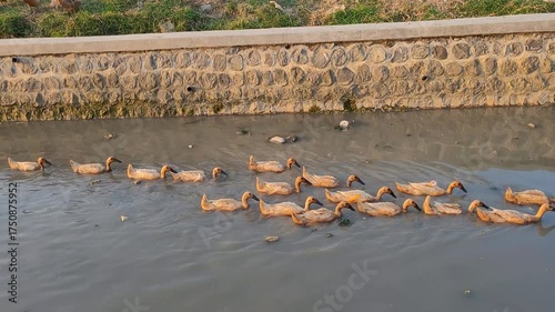 a video of a flock of ducks swimming in a dirty river
