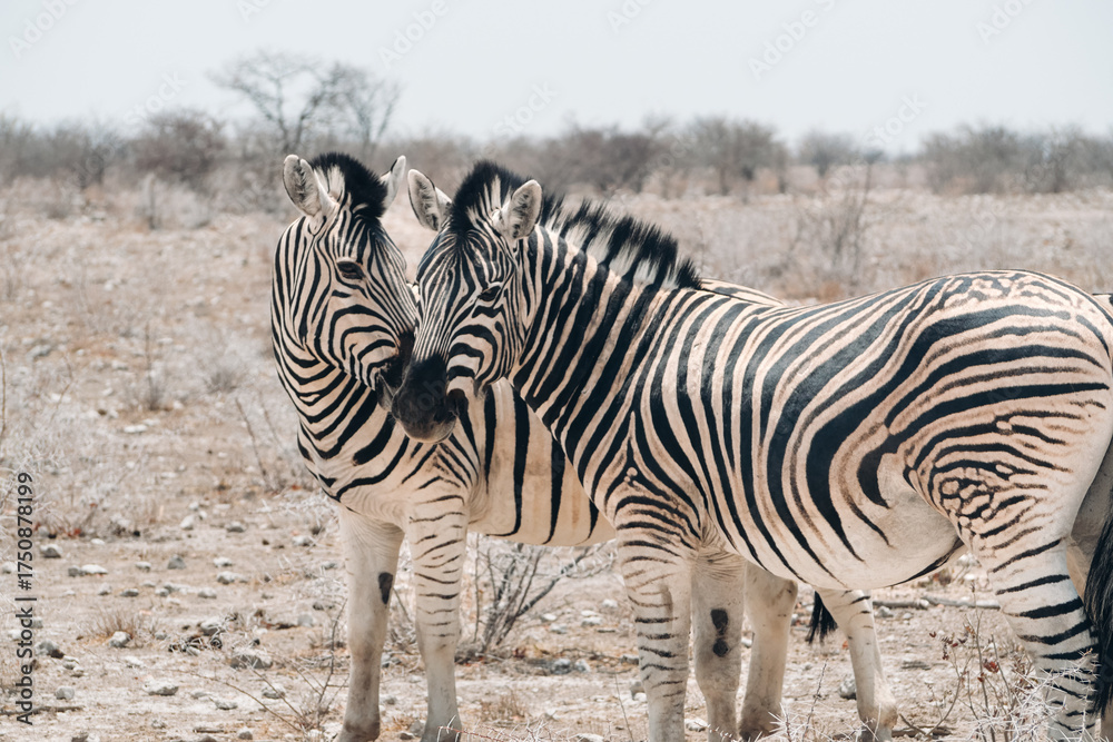 Fototapeta premium Two zebras cuddling and kissing in Etosha National Park, Namibia, affectionate wildlife moment