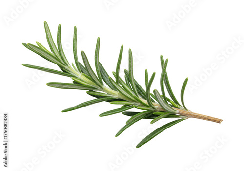 Isolated rosemary sprig, a fragrant herb for culinary dishes and essential oils, simple ingredient