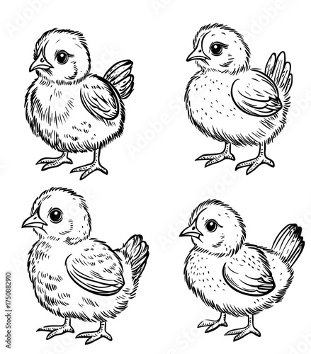 Black and white illustrations of cute cartoon chicks are available in outlined and silhouette styles
