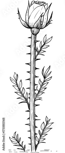 A rose with thorns and leaves is depicted in a black and white silhouette, highlighting its natural elegance