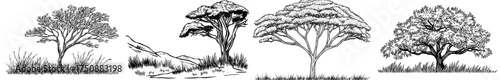 An acacia tree's silhouette, featuring complex branches and foliage, is set against a white backdrop