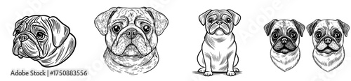 An illustration of a black and white pug is presented, showcasing a stylized and expressive dog face in silhouette form