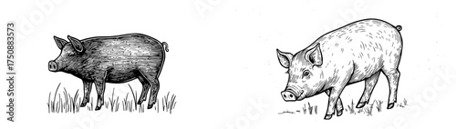 Rustic black and white illustration of a pig silhouette, ideal for use in farm and agriculture themed designs