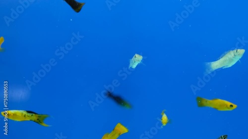 Platy fish swimming in aquarium with blue background. Close-up of platy fish in clear water tank. Tropical platy fish floating gracefully in aquarium.