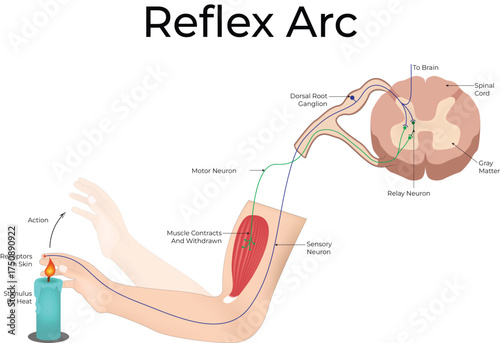 Human Reflex Arc Pathway Diagram