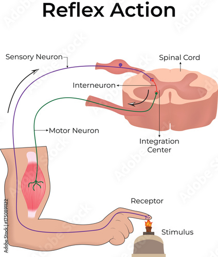 Reflex Action Neural Pathway Diagram Vector Illustration