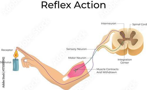 Reflex Action Diagram: Neural Pathway of a Withdrawal Reflex