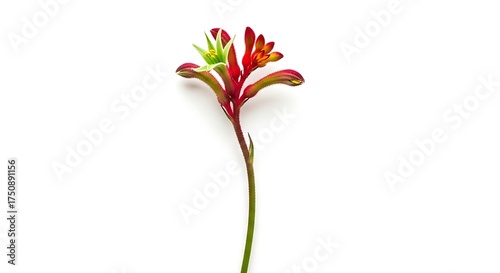 Striking Kangaroo Paw Flower on White Background - A Botanical Close-Up.