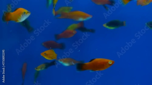 Molly fish swimming in aquarium with blue background. Close-up of molly fish in clear water tank. Tropical molly fish floating gracefully in aquarium.