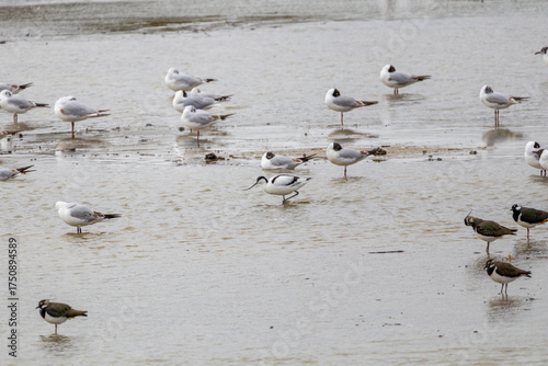 flock of seagulls