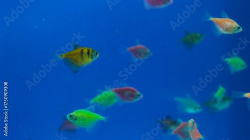 Glofish tetra swimming in aquarium with blue background. Close-up of glofish tetra in clear water tank. Tropical glofish tetra floating gracefully in aquarium.