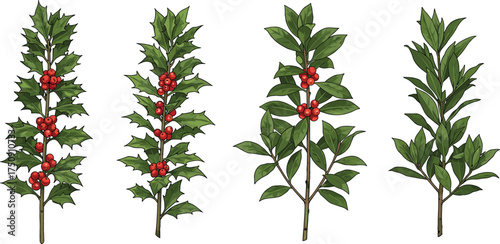 Realistic holly and red berry branch vector illustration set with green leaves for Christmas decoration, botanical nature art, and design