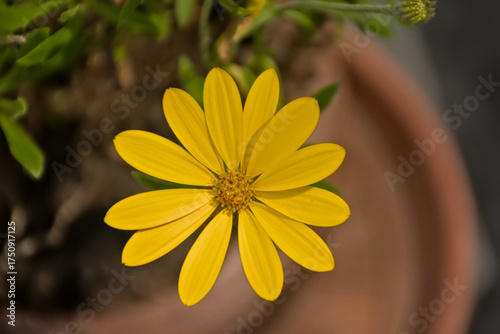 фотографія Closeup of a bright yellow palmate anemone flower, selective focus - Anemonoides