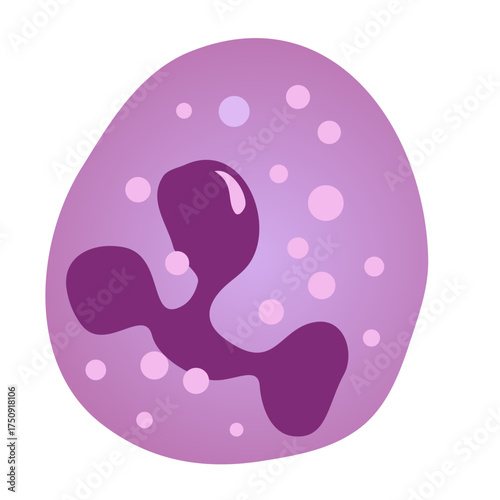 Detailed illustration of a human neutrophil cell, perfect for educational materials, medical presentations, and scientific publications about immunology
