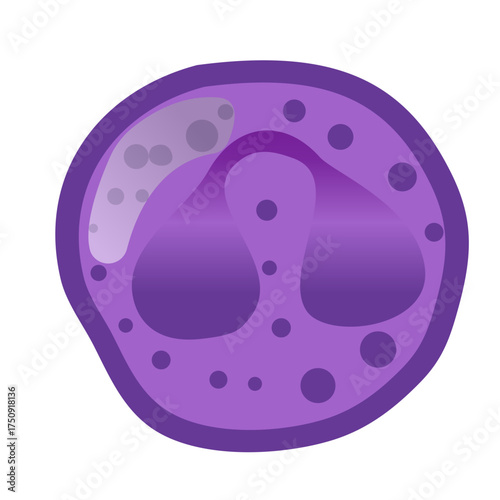 Detailed eosinophil illustration for medical education, scientific research, and pharmaceutical presentations, offering a clear and accessible visual aid