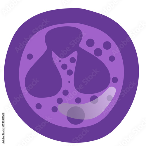 Detailed Eosinophil Illustration for Medical Education and Healthcare Professionals Seeking Accurate Visuals of White Blood Cells, Scientific Study Aid