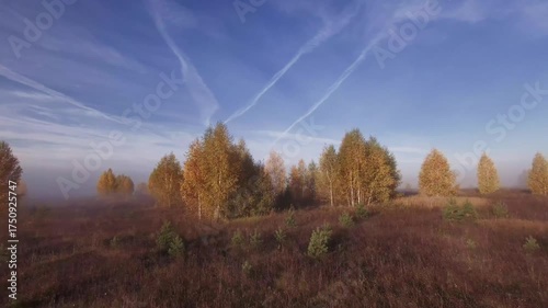 An autumn FPV drone flight between birch trees with yellow leaves in the morning fog, heading towards dawn. An autumn landscape with fog at dawn. Yellow leaves on the trees.