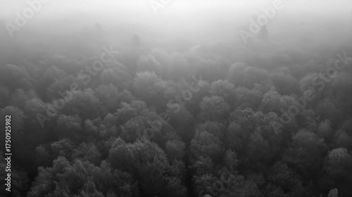 Dense Forest Canopy Under Heavy Fog During Morning Light Aerial View Moody Atmosphere Calm Landscape