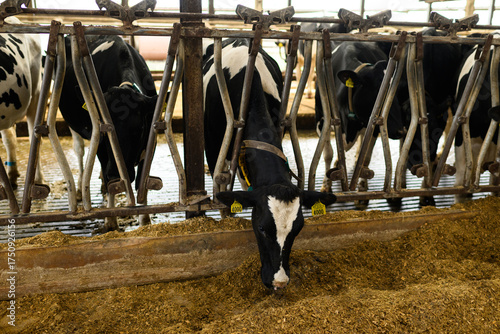 Holstein and Jersey Milk cows feeding in barn