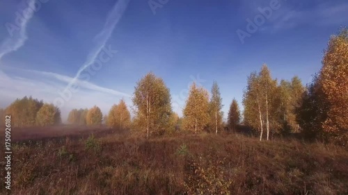 heading towards dawn. Autumn landscape. An autumn FPV drone flight between birch trees with yellow leaves in the morning fog, An autumn landscape with fog at dawn. Yellow leaves on the trees.
