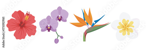 Colorful illustrated flowers including a red hibiscus, purple orchids, an orange bird of paradise, and a yellow-centered white frangipani.