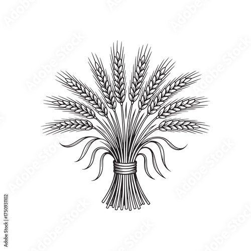 Bunch of Wheat Stalks Hand-Drawn Vintage vector Illustration 
