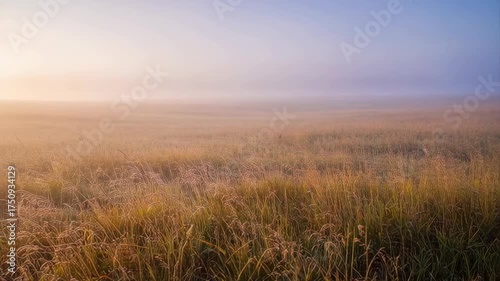 Golden Grass Field Under Soft Foggy Sunrise With Purple Hues And Blue Sky Horizon