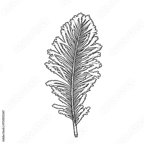 Feather-like leaf drawing in black for botanical design