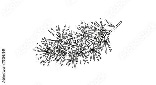 Pine branch illustration in black and white for winter design