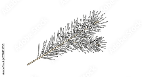 Fir twig drawing in monochrome for holiday and winter use