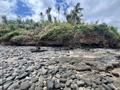 tree on a beach