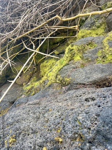moss on rock