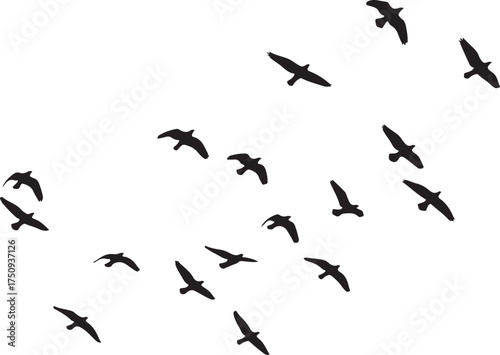 Vector art of silhouette of a flock of birds flying in formation the birds are depicted in black against a white backdrop, creating a stark contrast and emphasizing their movement