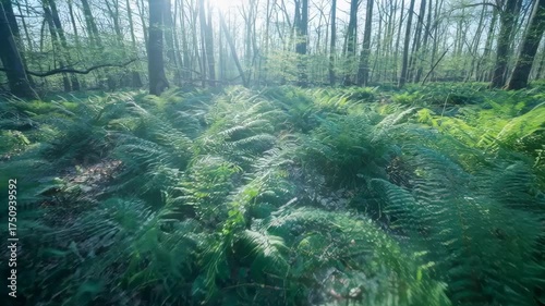 Lush green fern forest floor bathed in gentle sunlight dappled through trees with soft bokeh background in spring season