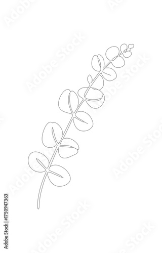 Minimalist Line Drawing Eucalyptus Branch Elegant Botanical Illustration