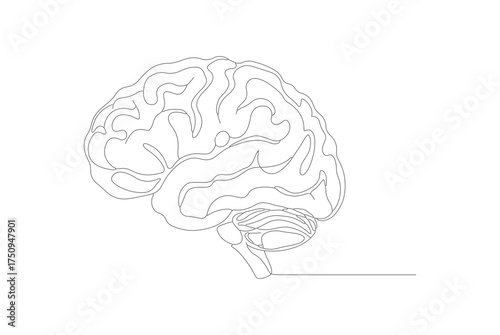 Dotted Line Illustration of a Human Brain Anatomical Diagram