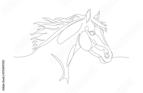 Minimalist Line Art Horse Head Portrait Farm Animal Illustration