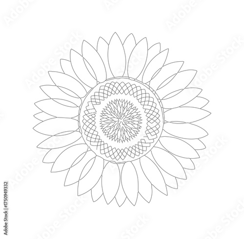 Minimalist Line Art Sunflower Blossom Illustration for Botanical Design Element